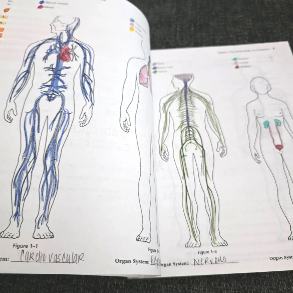 Anatomy and Physiology Coloring Workbook 12th Edition Marieb Brito Pearson